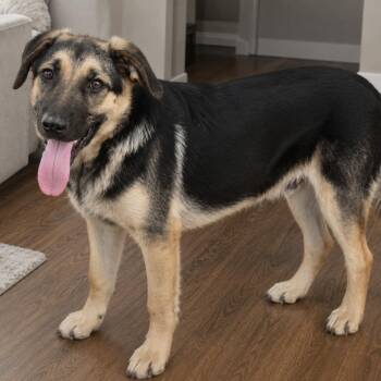 Zech -  German Shepherd Dog Dog for Adoption in Pelham, New Hampshire - Zech | PetCurious
