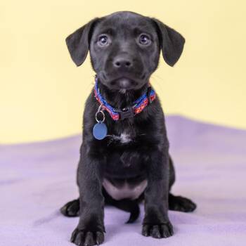 Mixed Breed Dogs Available for Adoption - Nectarine | PetCurious