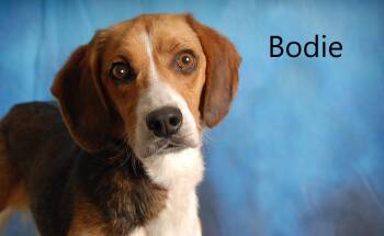 Beagle Dogs Available for Adoption in Mount Vernon, Ohio - Bodie | PetCurious