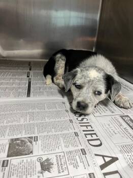 Atom/Waylon -  Australian Cattle Dog Blue Heeler Dog for Adoption in Hopkinsville, Kentucky - Atom/Waylon | PetCurious