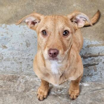 Ginger -  Dachshund and Mixed Breed Dog for Adoption in Eureka Springs, Arkansas - Ginger | PetCurious