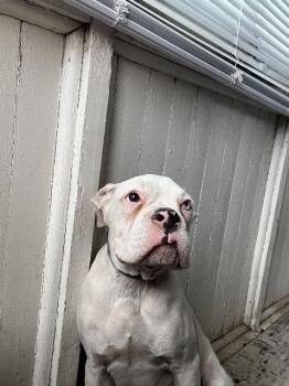 Boxer Dogs Available for Adoption - Dutch Bros | PetCurious