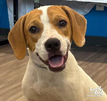 Blondie -  Treeing Walker Coonhound and Labrador Retriever Dog for Adoption in Washington, District Of Columbia - Blondie | PetCurious