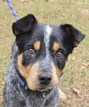 Ralphie -  Australian Cattle Dog Blue Heeler Dog for Adoption in Newport, Tennessee - Ralphie | PetCurious