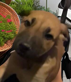 Labrador Retriever and Mountain Cur Dogs Available for Adoption - Ember | PetCurious