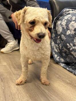 Poodle Dogs Available for Adoption - Manuel | PetCurious