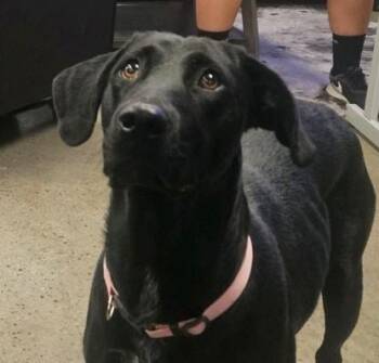 Sally -  Black Labrador Retriever Dog for Adoption in Neosho, Missouri - Sally | PetCurious