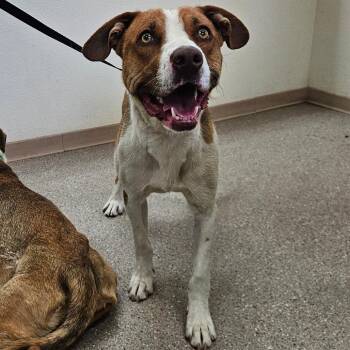 Prince Martin -  Pit Bull Terrier Dog for Adoption in Reno, Nevada - Prince Martin | PetCurious