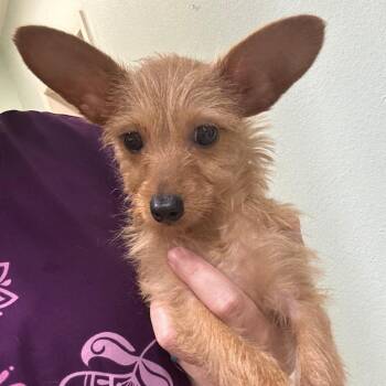 Tolly -  Terrier and Mixed Breed Dog for Adoption in Hondo, Texas - Tolly | PetCurious
