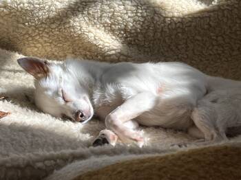 Chihuahua Dogs Available for Adoption - Tiny | PetCurious