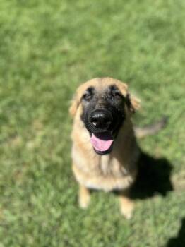 German Shepherd Dog Dogs Available for Adoption in Covington, Louisiana - Deuce | PetCurious