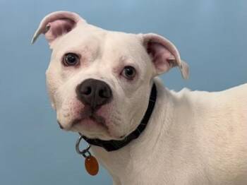 Fox Terrier and Mixed Breed Dogs Available for Adoption - Snow | PetCurious