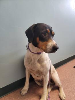 Valerie -  Hound Dog for Adoption in Wabash, Indiana - Valerie | PetCurious