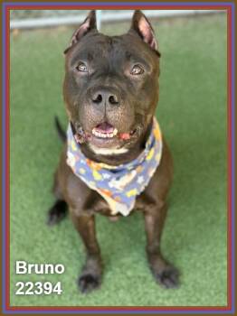 BRUNO -  Pit Bull Terrier and American Staffordshire Terrier Dog for Adoption in Marietta, Georgia - BRUNO | PetCurious