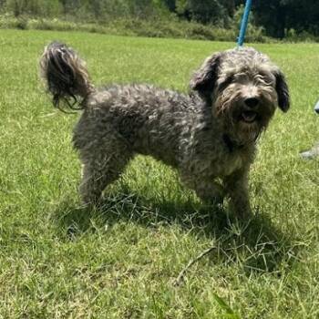 Zax -  Poodle Dog for Adoption in Bethel, Connecticut - Zax | PetCurious