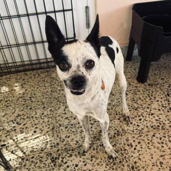 PANDA -  Chihuahua and Rat Terrier Dog for Adoption - PANDA | PetCurious