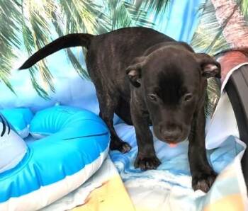 Banjo -  Catahoula Leopard Dog and Mixed Breed Dog for Adoption in Elmira, New York - Banjo | PetCurious