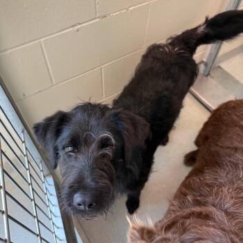 Magpie -  German Wirehaired Pointer Dog for Adoption in Norman, Oklahoma - Magpie | PetCurious