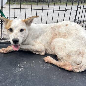 Jeremy -  Terrier and Mixed Breed Dog for Adoption in Edinburg, Texas - Jeremy | PetCurious
