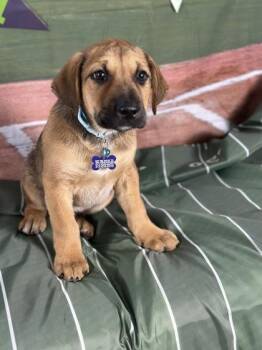 Retriever and Mixed Breed Dogs Available for Adoption - Seahawk | PetCurious