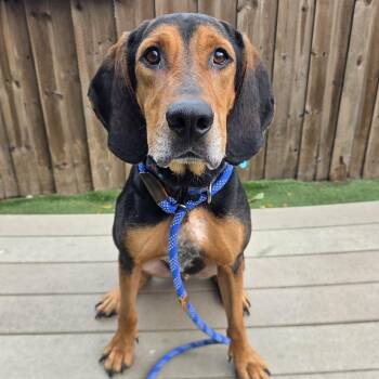 Derek -  Black And Tan Coonhound Dog for Adoption in Chicago, Illinois - Derek | PetCurious