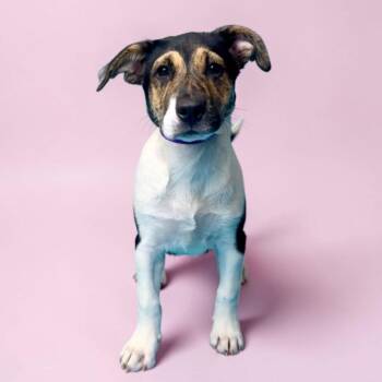 Pit Bull Terrier and Mastiff Dogs Available for Adoption in Alvin, Texas - Meadow | PetCurious