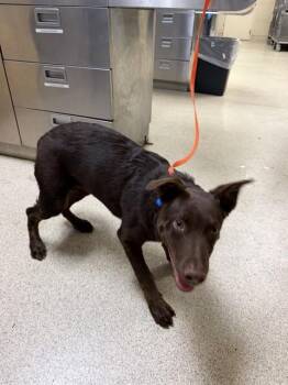 ROCKY -  Labrador Retriever Dog for Adoption in Riverside, California - ROCKY | PetCurious