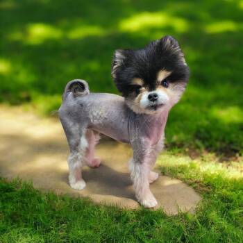 Pomeranian Dogs Available for Adoption - Nibbler | PetCurious