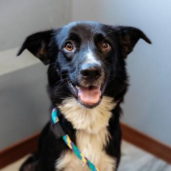 Crestliner -  Border Collie and Mixed Breed Dog for Adoption in Brainerd, Minnesota - Crestliner | PetCurious