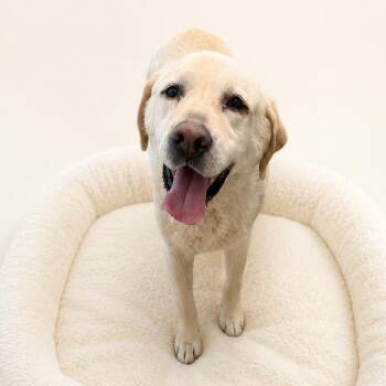 Tank -  Yellow Labrador Retriever and Mixed Breed Dog for Adoption in Redwood Falls, Minnesota - Tank | PetCurious