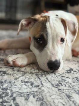 Rescue Terrier Dogs for Adoption in New London, Wisconsin - Higgins | PetCurious