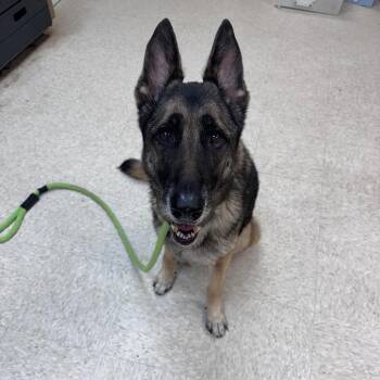 Mixed Breed Dogs Available for Adoption in Columbus, Georgia - 05/03/2025-Stray-MoonRoad-"Bailey" | PetCurious