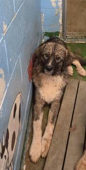 Violet - At shelter -  Great Pyrenees Dog for Adoption in Rustburg, Virginia - Violet - At Shelter | PetCurious