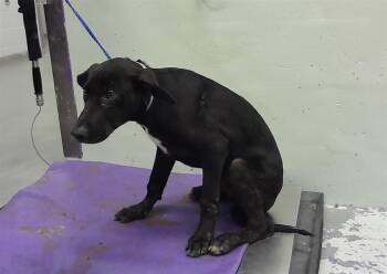 Labrador Retriever and Mixed Breed Dogs Available for Adoption in Houston, Texas - A2069415 | PetCurious