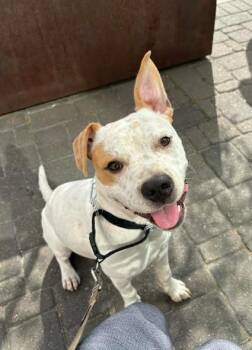 Pit Bull Terrier and Pointer Dogs Available for Adoption in Manvel, Texas - Zuko | PetCurious