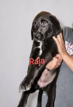 Labrador Retriever Dogs Available for Adoption in Manchester, Connecticut - Raja | PetCurious