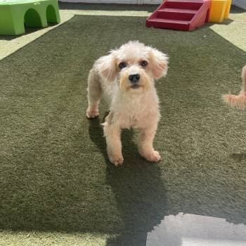 Brass -  Poodle Dog for Adoption in Baton Rouge, Louisiana - Brass | PetCurious
