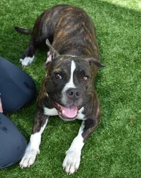 DOVE -  Staffordshire Bull Terrier and Mixed Breed Dog for Adoption in Sarasota, Florida - DOVE | PetCurious