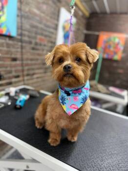 Shih Tzu and Yorkshire Terrier Dogs Available for Adoption - Vinnie | PetCurious