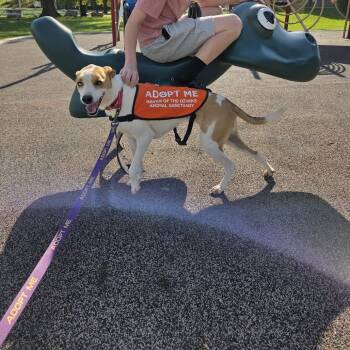 Rescue Mixed Breed Dogs for Adoption in Washburn, Missouri - Flounder "Scout" | PetCurious