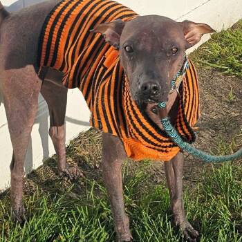Dante -  Xoloitzcuintli Mexican Hairless Dog for Adoption in Plainfield, Illinois - Dante | PetCurious