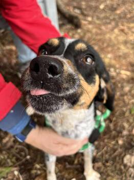 Australian Cattle Dog Blue Heeler and Dachshund Dogs Available for Adoption - Fern | PetCurious
