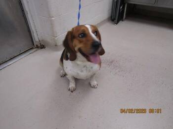 Beagle Dogs Available for Adoption - (316) | PetCurious