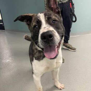 Akita Dogs Available for Adoption in Abilene, Texas - Bazooka | PetCurious
