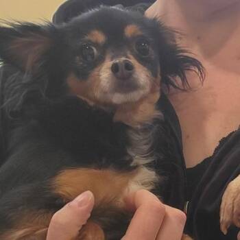 Chihuahua Dogs Available for Adoption in Lynchburg, Virginia - Trouble | PetCurious