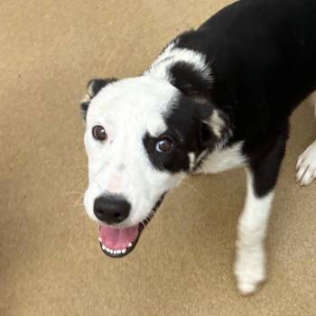 Moo -  Collie and Mixed Breed Dog for Adoption in Corpus Christi, Texas - Moo | PetCurious