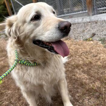 Sandy-Available Soon! -  Golden Retriever Dog for Adoption in Conway, New Hampshire - Sandy-Available Soon! | PetCurious