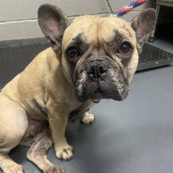 French Fry -  Mixed Breed Dog for Adoption in Allentown, Pennsylvania - French Fry | PetCurious