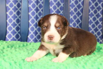 Australian Shepherd Dogs Available for Sale - Emerson | PetCurious