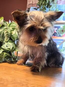 Morkie Dogs Available for Sale - Benny  | PetCurious